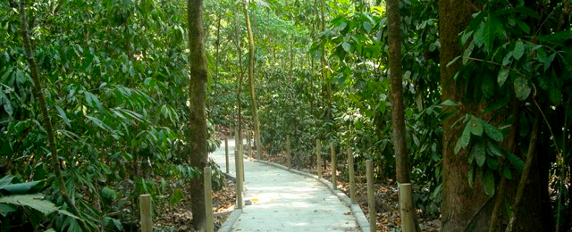 Carara